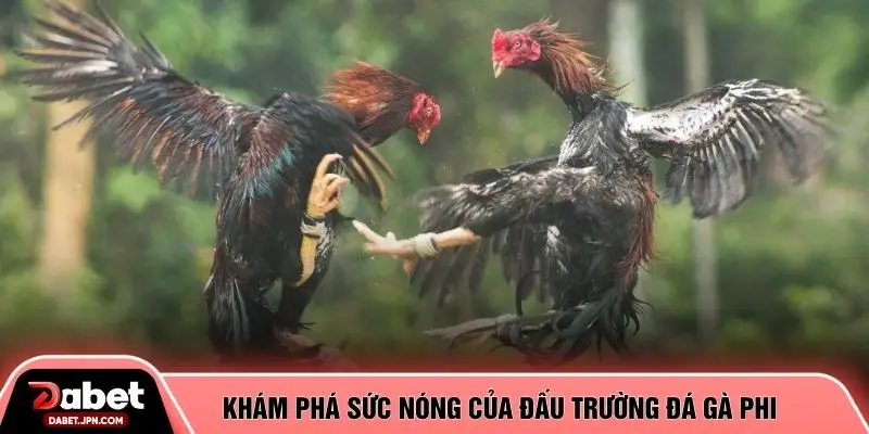 Khám phá sức nóng của đấu trường đá gà phi