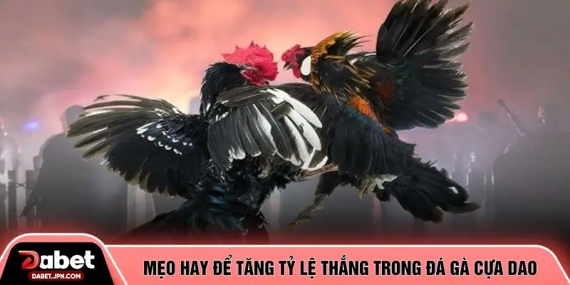 Mẹo hay để tăng tỷ lệ thắng trong đá gà cựa dao